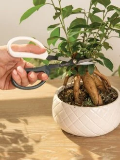 Japanese Pruning Scisssors 14 Japanese Pruning Scisssors -The Garden Shop 3 4 crop 8612968 0087