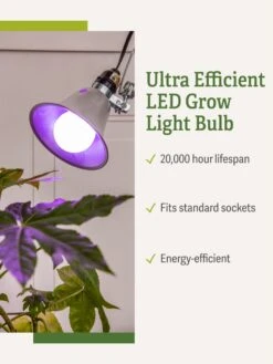 Miracle LED® Grow Light Bulb, Red And Blue 8 Miracle LED® Grow Light Bulb, Red And Blue -The Garden Shop 3 4 crop Miracle Bulb RB 1
