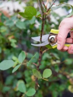 Pocket Pruners -The Garden Shop 8586314 027 tif