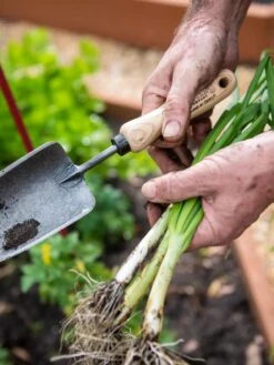 Gardener's Lifetime Trowel -The Garden Shop 8586972 3286 tif