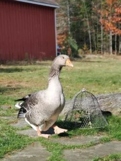 Chicken Wire Cloche -The Garden Shop 8590210 01IN tif