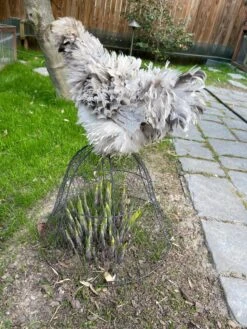 Chicken Wire Cloche -The Garden Shop 8590210 02CUST tif