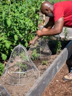 Chicken Wire Cloche With Extension -The Garden Shop 8590210 0442 tif