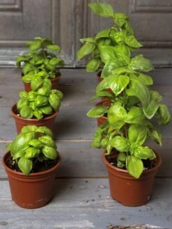 Organic Self-Watering Potting Mix, 20 Qts. 11 Organic Self-Watering Potting Mix, 20 Qts. -The Garden Shop 8592212 3979 001E tif 3