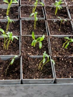 Seed Starting Mix, 9 Qts. 10 Seed Starting Mix, 9 Qts. -The Garden Shop 8592212 6177