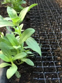 Cat Scat Mat -The Garden Shop 8592448 03CUST tif