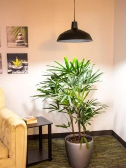 Barnyard Pendant LED Grow Light -The Garden Shop 8598025 0256