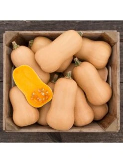 Brulee Butternut Squash Organic Seeds -The Garden Shop 8599867 01v