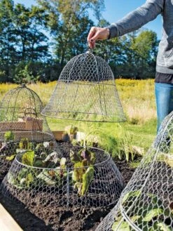 Chicken Wire Cloche With Extension -The Garden Shop 8600116 0604 3 4