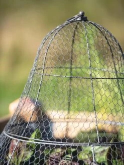 Chicken Wire Cloche With Extension -The Garden Shop 8600116 0607 tif