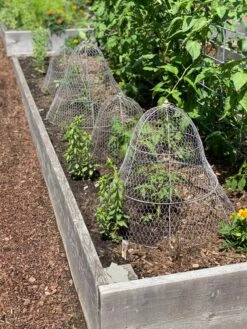 Chicken Wire Cloche With Extension -The Garden Shop 8600116 4930 tif