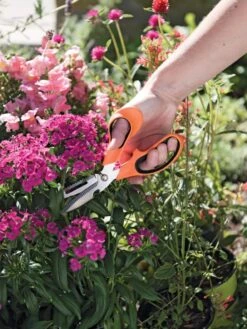 Gardener's Multi Purpose Scissors 6 Gardener's Multi Purpose Scissors -The Garden Shop 8608655 19551 tif