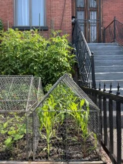 Chicken Wire Crop Coop 23 Chicken Wire Crop Coop -The Garden Shop 8609080 02CUST tif