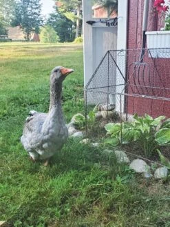 Chicken Wire Crop Coop 21 Chicken Wire Crop Coop -The Garden Shop 8609080 02IN tif