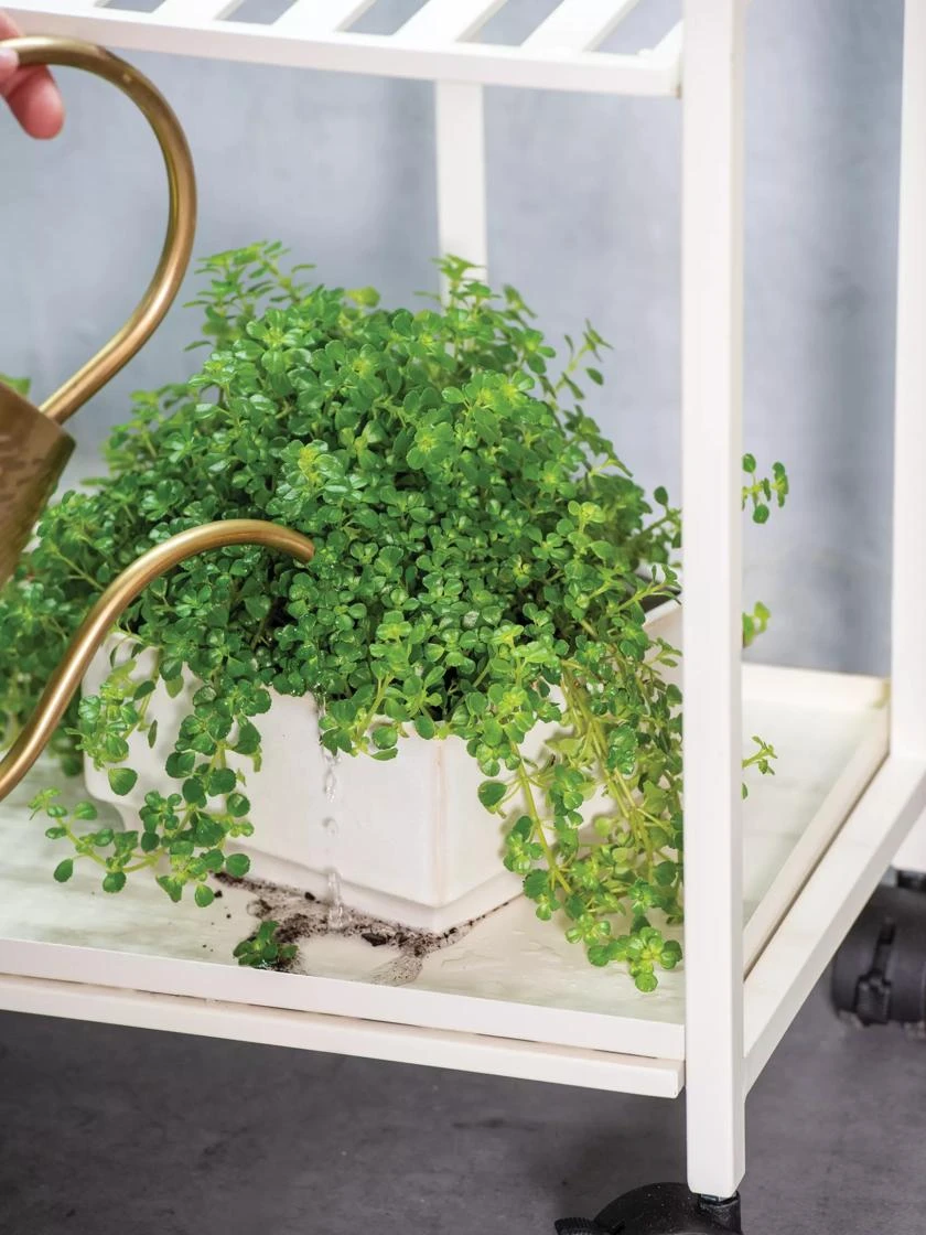 Oslo 2-Tier Plant Stand With Folding Shelves 5 Oslo 2-Tier Plant Stand With Folding Shelves - Image 5