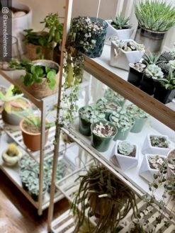 Oslo 2-Tier LED Grow Light Garden, 2 Fixtures -The Garden Shop 8609221 02IN tif