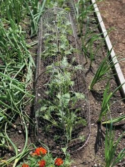 Chicken Wire Row Cloche Expandable Extra Large 3N1 10 Chicken Wire Row Cloche Expandable Extra Large 3N1 -The Garden Shop 8609412 5903 tif