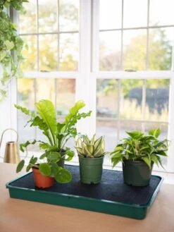 Self-Watering Tray -The Garden Shop 8609872 9021 tif