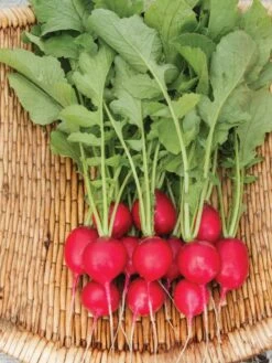 Family Garden Organic Seed Collection, Set Of 7 12 Family Garden Organic Seed Collection, Set Of 7 -The Garden Shop 8610262 Cherry Belle Radish 06V tif