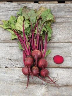 Family Garden Organic Seed Collection, Set Of 7 13 Family Garden Organic Seed Collection, Set Of 7 -The Garden Shop 8610262 Detroit Dark Red Beet 03V tif