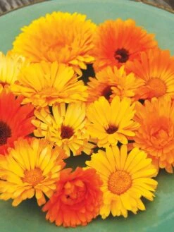 Family Garden Organic Seed Collection, Set Of 7 11 Family Garden Organic Seed Collection, Set Of 7 -The Garden Shop 8610262 Pacific Beauty Calendula 07V tif
