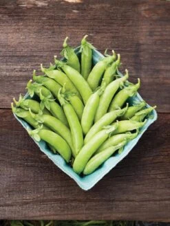 Family Garden Organic Seed Collection, Set Of 7 9 Family Garden Organic Seed Collection, Set Of 7 -The Garden Shop 8610262 cascadia peas 01V tif