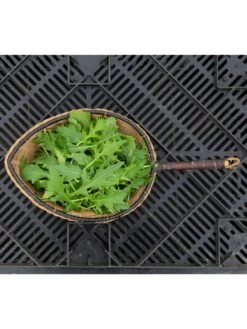 Silk Road Garden Organic Seed Collection, Set Of 6 -The Garden Shop 8610264 mizuna babyleaf 01v