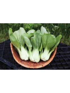 Silk Road Garden Organic Seed Collection, Set Of 6 -The Garden Shop 8610264 shanghai green pac choy 05v