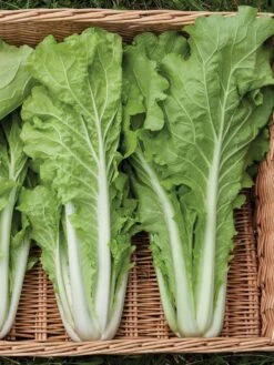 Silk Road Garden Organic Seed Collection, Set Of 6 -The Garden Shop 8610264 tokyo bekana 02v