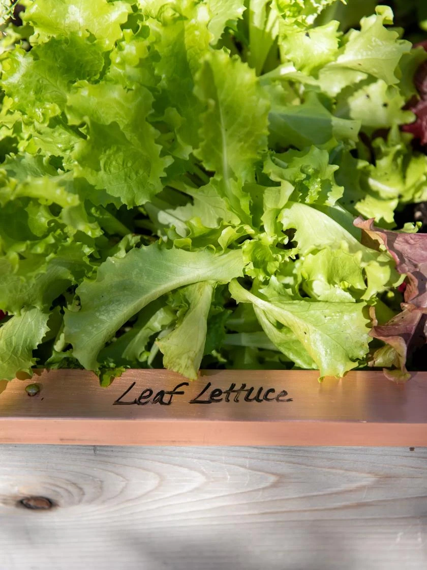 Re-Markable Raised Bed Trim 3 Re-Markable Raised Bed Trim - Image 3