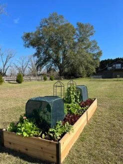 Pest Control Pop-Ups 12 Pest Control Pop-Ups -The Garden Shop 8611989 08 tif