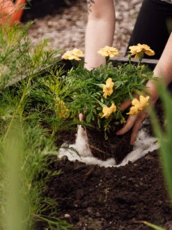 Hortiwool ®, 5 Pad Pack -The Garden Shop 8613263 12v