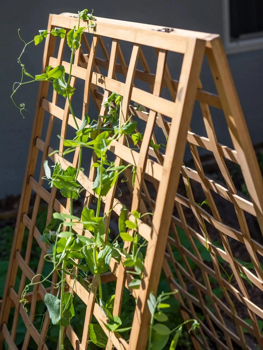 Bambo A Frame Plant Support, 30" X 42.5" 2 Bambo A Frame Plant Support, 30" X 42.5" - Image 2