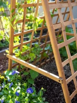Bambo A Frame Plant Support, 30" X 42.5" 11 Bambo A Frame Plant Support, 30" X 42.5" -The Garden Shop 8613310 6556