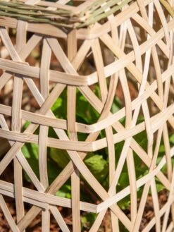 Bamboo Cloche, Set Of 2 -The Garden Shop 8613351 0153