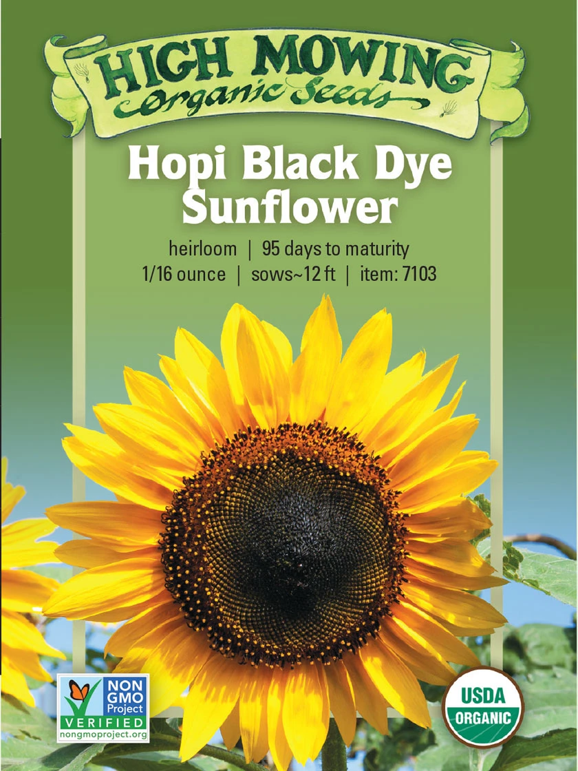 Hopi Black Dye Sunflower Organic Seeds 1 Hopi Black Dye Sunflower Organic Seeds
