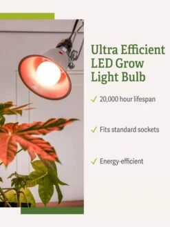 Miracle LED® Absolute Daylight™ Max Flowering Grow Light Bulb -The Garden Shop Miracle Daylight Bulb 1
