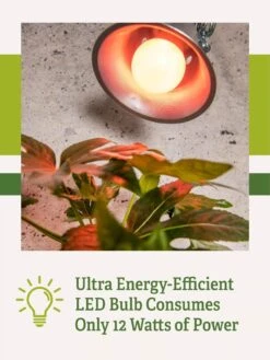 Miracle LED® Absolute Daylight™ Max Flowering Grow Light Bulb -The Garden Shop Miracle Daylight Bulb 2