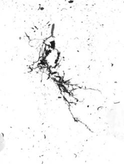 GrowLab® Compact 3-Tier Light Garden With Classroom Guide 7 GrowLab® Compact 3-Tier Light Garden With Classroom Guide -The Garden Shop gstrootscan 02 1